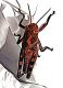 Locust 2.jpg