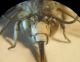 Zebramegilla 2 M 3 A.JPG