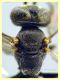 Crabronidae - Ponza sp. 134 - piattino giallo 11.9.2024 - (2).JPG