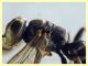 Crabronidae - Ponza sp. 134 - piattino giallo 11.9.2024 - (5).JPG