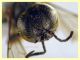 Crabronidae - Ponza sp. 134 - piattino giallo 11.9.2024 - (4).JPG