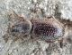 P1010605-ridim.JPG