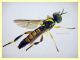 Chorisops 6 mm. - Anzio 4.10.2024 - (82).JPG
