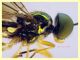 Chorisops 6 mm. - Anzio 4.10.2024 - (78).JPG
