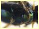 Sargus bipunctatus femmina - 10 mm. - Anzio 4.10.2024 - (94).JPG