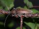 Hesperophanes_sericeus_Serrone_26-VIII-2010_b.jpg