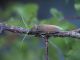 Hesperophanes_sericeus_Serrone_26-VIII-2010_d.jpg