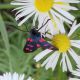 Zygaena sp (3).jpg