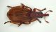 Curculio 01.JPG
