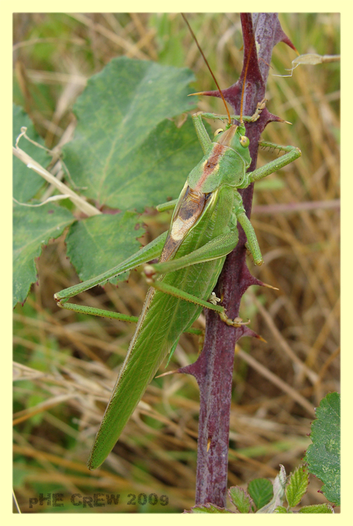 Tettigonia cantans.JPG