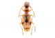 Dorsal-view-of-Demetrias-imperialis-scale-bar-1mm_W640.jpg