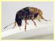 Araecerus fasciculatus (De Geer, 1775) - Anzio 26.10.2024 - (4).JPG