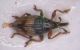 Curculionidae Pian di Spagna.jpg