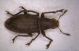 Curculionidae_Prabello.jpg