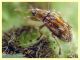 Taeniapion rufescens maschio 2,2 mm. senza rostro - Pocacqua 23.5.2023 - (2).JPG