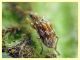 Taeniapion rufescens maschio 2,2 mm. senza rostro - Pocacqua 23.5.2023 - (1).JPG