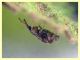 Taeniapion rufescens maschio 2,2 mm. senza rostro - Pocacqua 23.5.2023 - (6).JPG
