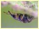 Taeniapion rufescens maschio 2,2 mm. senza rostro - Pocacqua 23.5.2023 - (7).JPG