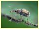 Taeniapion rufescens maschio 2,2 mm. senza rostro - Pocacqua 23.5.2023 - (9).JPG