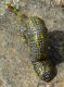 DSC03955ridotta.jpg