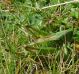 DSC03974ridotta.jpg