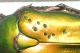 Cuprea buchi rid 2.jpg