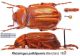 Rhizotrogus pallidipennis Blanchard, 1850.jpg