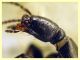 Tasgius sp. quasi 14 mm. - (31).JPG