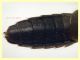Tasgius sp. quasi 14 mm. - (61).JPG