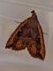 Erebidae - Anzio - 17.11.2024.JPG