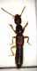 Stafilinidae_3_Blessano_3.VI.2019_7mm__2_-transformed.jpg