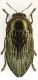 Thomassetia crassa (Waterhouse, 1887) - female - 10 mm - South Africa, Springbok.JPG