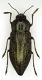 Buprestidae - female - 20 mm - South Africa, Springbok - dorsal.JPG