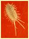 Pseudococcus sp. quasi 2 mm. caduno senza cerci su Kaki - provincia Caserta 27.11.2024 - (3).JPG