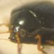 Psylliodes2 0005 A.JPG