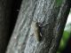 Saperda_carcharias_Serrone_27-VIII-2010_a.jpg