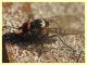 Anthomyia sp. - (12).JPG