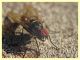 Anthomyia sp. - (13).JPG