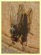 Anthomyia sp. - (16).JPG