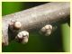Ceroplastes rusci su Ficus sp. - (26).JPG