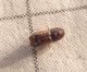 P1030024-Ridim.JPG