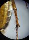 Tibia posteriore - Peluria dorsale.jpg