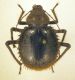 Prionotheca.jpg