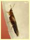 Thrips sp. su Narciso a doppio fiore - (2).JPG