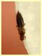 Thrips sp. su Narciso a doppio fiore - (3).JPG