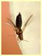 Thrips sp. su Narciso a doppio fiore - (4).JPG