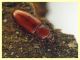 Corticeus pini -  3 mm - (5).JPG