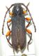 Ropalopus varini.jpg