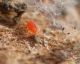 acaro bdellidae mangia collembolo.JPG