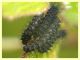 Saturnia pavoniella circa 12 mm. su Rubus - 11.4.2024 - (21).JPG